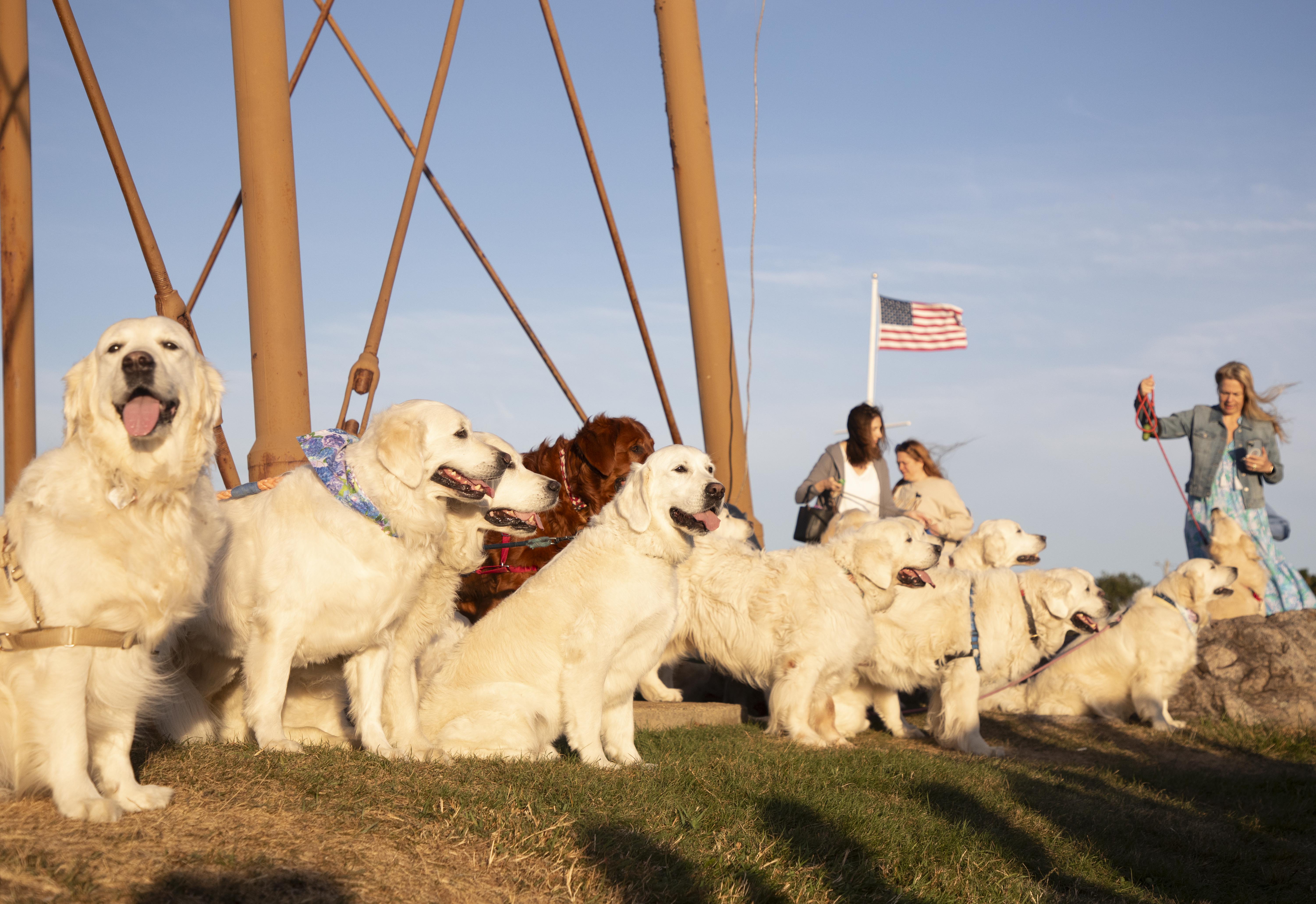 English golden retriever family portrait taken at lighthouse