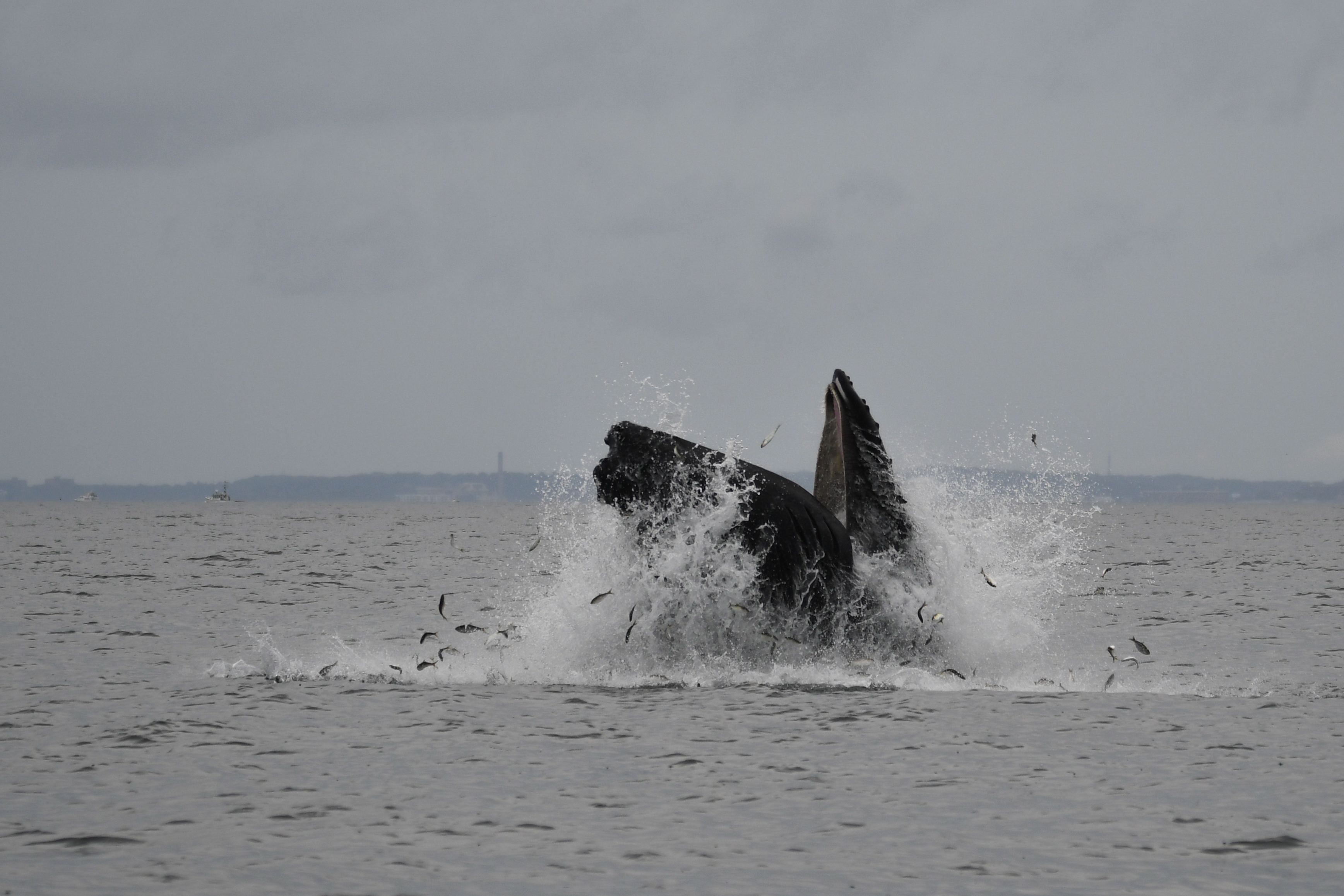 An amazing spectacle to witness' - Marblehead Current